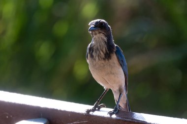 Meraklı mavi California Scrub Jay kendini güvende hissederken parktaki bankın tepesinde gagası önde duruyor..