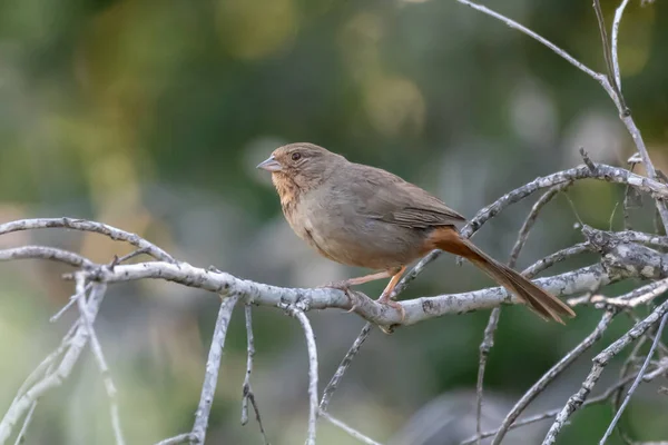 California Towhee 'yi uyarın. Potansiyel tehlikeyi ararken ormandaki tüneğe tutunur..