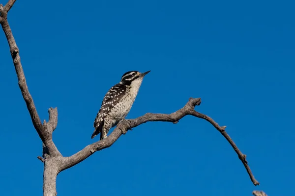 唐尼啄木鸟栖息在最高的枯木树枝上 靠着蓝蓝的蓝天 — 图库照片