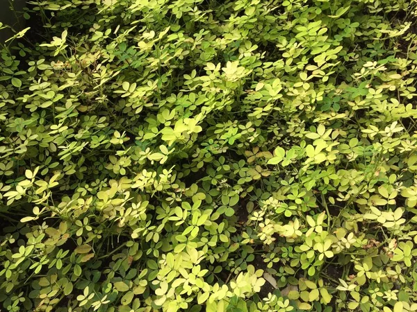 緑の植物の葉の壁の背景 — ストック写真