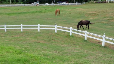Alan veya çiftlik arka planda atlar