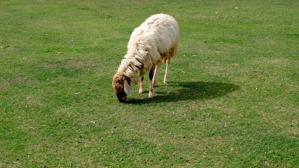 Овцы в природе луга сельское хозяйство на открытом воздухе на фоне травы — стоковое фото