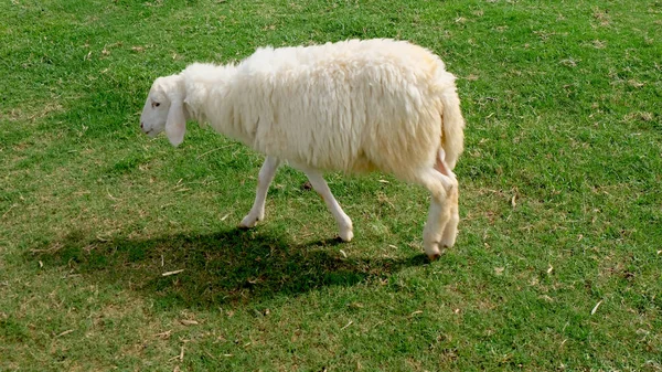 Ovelhas na natureza Prado agricultura ao ar livre no fundo da grama — Fotografia de Stock
