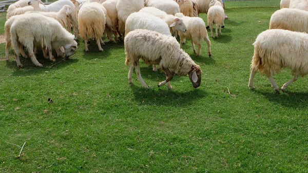 Ovelhas na natureza Prado agricultura ao ar livre no fundo da grama — Fotografia de Stock