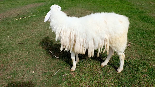 Ovelhas na natureza Prado agricultura ao ar livre no fundo da grama — Fotografia de Stock