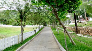 Sokak yol ormandaki ağaçlar doğanın yeşil arka plan