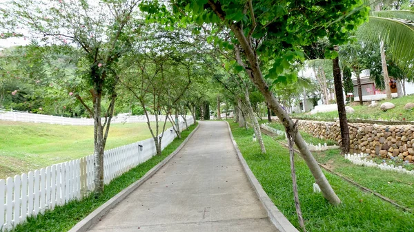 Sokak yol ormandaki ağaçlar doğanın yeşil arka plan