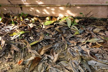 Kuru yaprakların arka plan yerde ölü yaprak