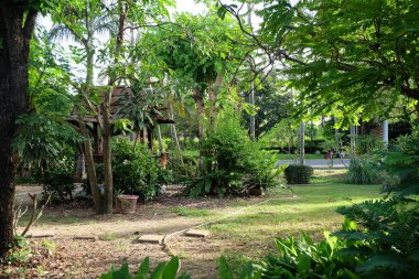 Ağaçlar yeşil orman ve yeşil yaprakları arka plan