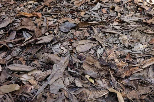 Achtergrond van de droge bladeren, dood blad op de grond — Stockfoto