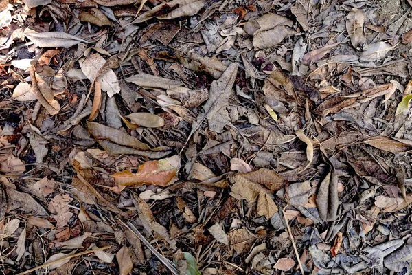 Achtergrond van de droge bladeren, dood blad op de grond — Stockfoto