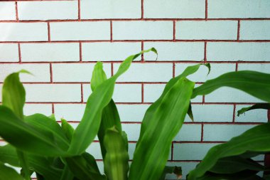 Camgöbeği tuğla duvar doku ve ağaçlar arka plan