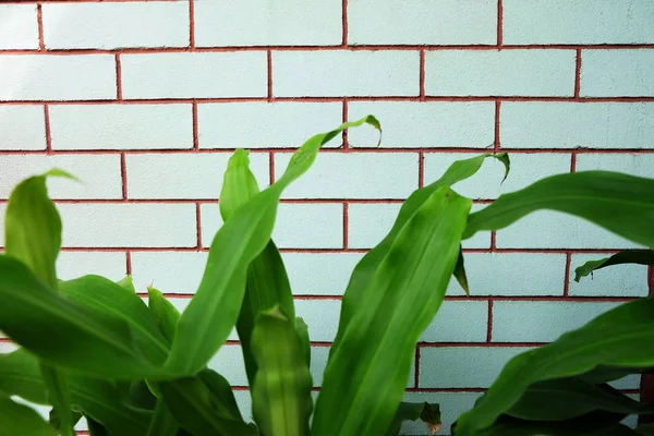 Camgöbeği tuğla duvar doku ve ağaçlar arka plan