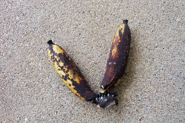 Ruttna bananer, förmultnar ruttna bananer isolerad på konkreta bakgrunden — Stockfoto