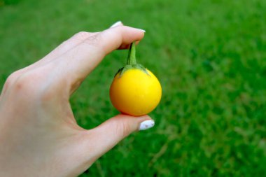 Sarı patlıcan. Yeşil çim zemin üzerine sarı patlıcan tutan kadın el kadar kapatın