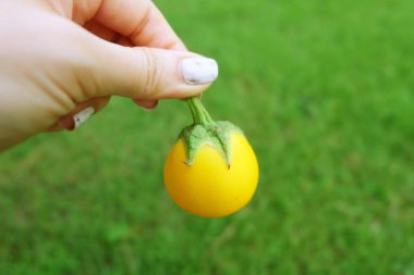 Sarı patlıcan. Yeşil çim zemin üzerine sarı patlıcan tutan kadın el kadar kapatın