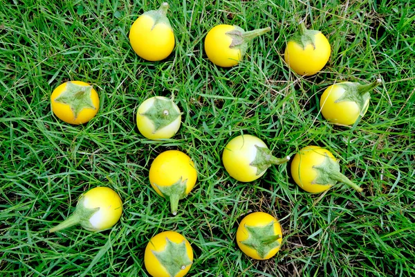 Close up frische gelbe Auberginen thai auf Gras Hintergrund. Gemüse auf Gras — Stockfoto