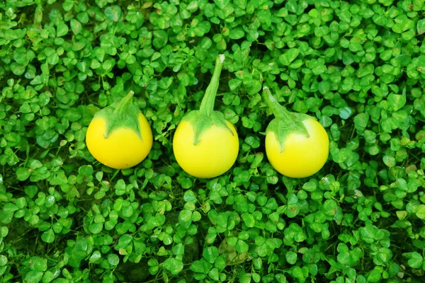 Aubergine jaune. Fermer Aubergine fraîche jaune thaïlandaise sur fond de feuille — Photo