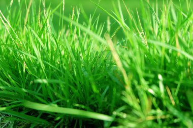 Çim. Taze güzel yeşil çim arka plan