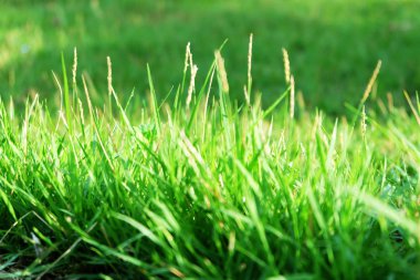 Çim. Taze güzel yeşil çim arka plan