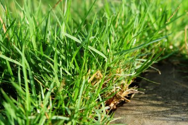 Çim. Taze güzel yeşil çim arka plan