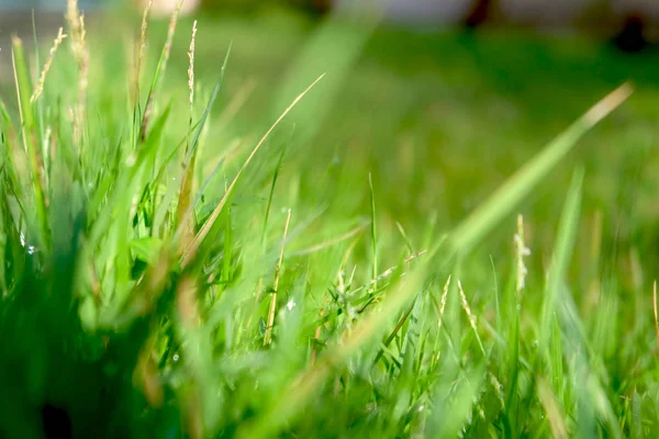 Трава. Фон "Зеленый грасс" — стоковое фото
