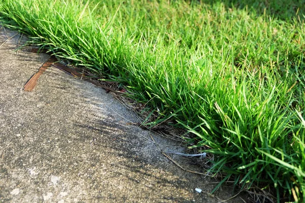 Trawa. Piękny zielony trawa tło — Zdjęcie stockowe