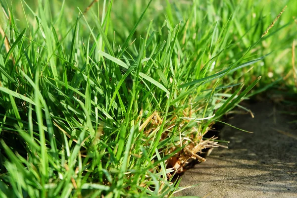 Çim. Taze güzel yeşil çim arka plan