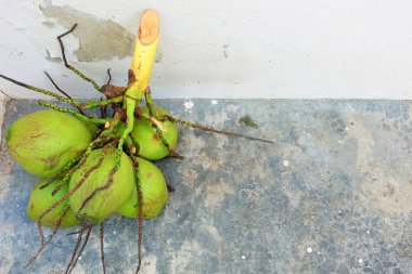 Taze hindistan cevizi. Toprak zemin üzerine yeşil Hindistan cevizi