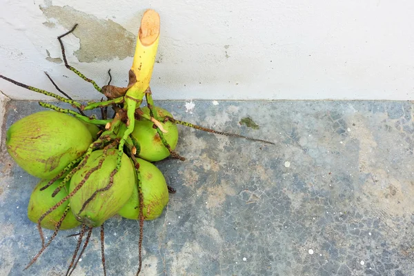 Taze hindistan cevizi. Toprak zemin üzerine yeşil Hindistan cevizi