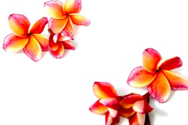 Güzel pembe Plumeria ya da Frangipani çiçek beyaz arka plan üzerinde kenar