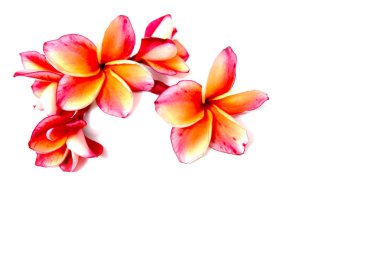 Güzel pembe Plumeria ya da Frangipani çiçek beyaz arka plan üzerinde kenar