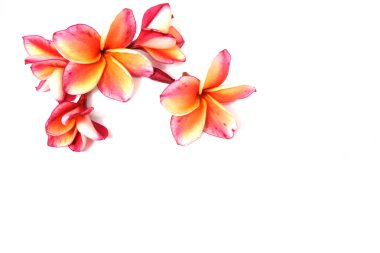 Güzel pembe Plumeria ya da Frangipani çiçek beyaz arka plan üzerinde kenar