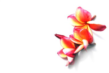Güzel pembe Plumeria ya da Frangipani çiçek beyaz arka plan üzerinde kenar