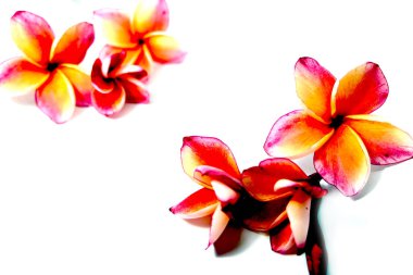 Güzel pembe Plumeria ya da Frangipani çiçek beyaz arka plan üzerinde kenar