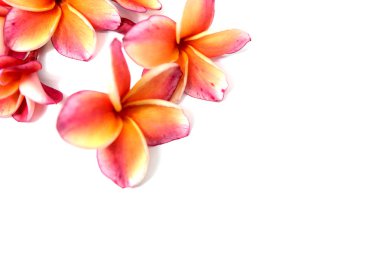 Güzel pembe Plumeria ya da Frangipani çiçek beyaz arka plan üzerinde kenar