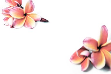 Güzel pembe Plumeria ya da Frangipani çiçek beyaz arka plan üzerinde kenar