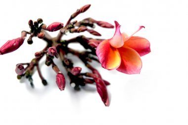 Güzel pembe Plumeria ya da Frangipani çiçek beyaz arka plan üzerinde kenar