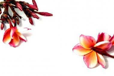 Güzel pembe Plumeria ya da Frangipani çiçek beyaz arka plan üzerinde kenar