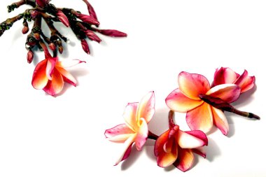 Güzel pembe Plumeria ya da Frangipani çiçek beyaz arka plan üzerinde kenar
