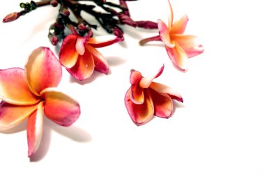 Güzel pembe Plumeria ya da Frangipani çiçek beyaz arka plan üzerinde kenar