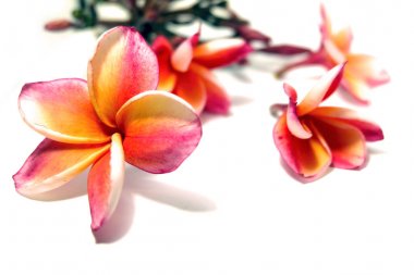 Güzel pembe Plumeria ya da Frangipani çiçek beyaz arka plan üzerinde kenar
