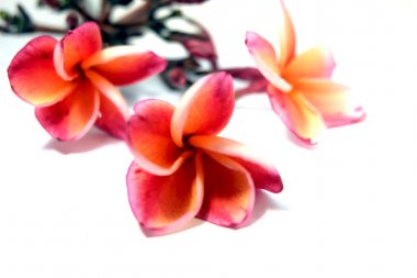 Güzel pembe Plumeria ya da Frangipani çiçek beyaz arka plan üzerinde kenar