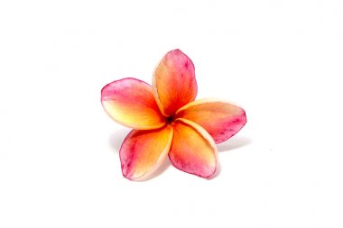 Beyaz arka plan üzerinde izole pembe Plumeria (Frangipani) çiçek
