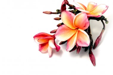 Güzel pembe Plumeria ya da Frangipani çiçek beyaz arka plan üzerinde kenar