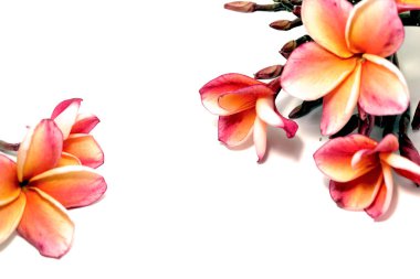 Güzel pembe Plumeria ya da Frangipani çiçek beyaz arka plan üzerinde kenar