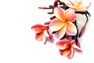 Güzel pembe Plumeria ya da Frangipani çiçek beyaz arka plan üzerinde kenar