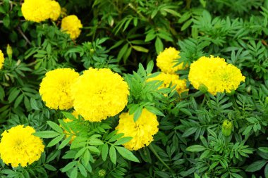 Güzel kadife çiçeği çiçek alan arka plan büyük herhangi bir kullanım için üzerinde.