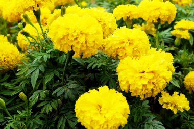 Güzel kadife çiçeği çiçek alan arka plan büyük herhangi bir kullanım için üzerinde.