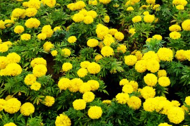 Güzel kadife çiçeği çiçek alan arka plan büyük herhangi bir kullanım için üzerinde.